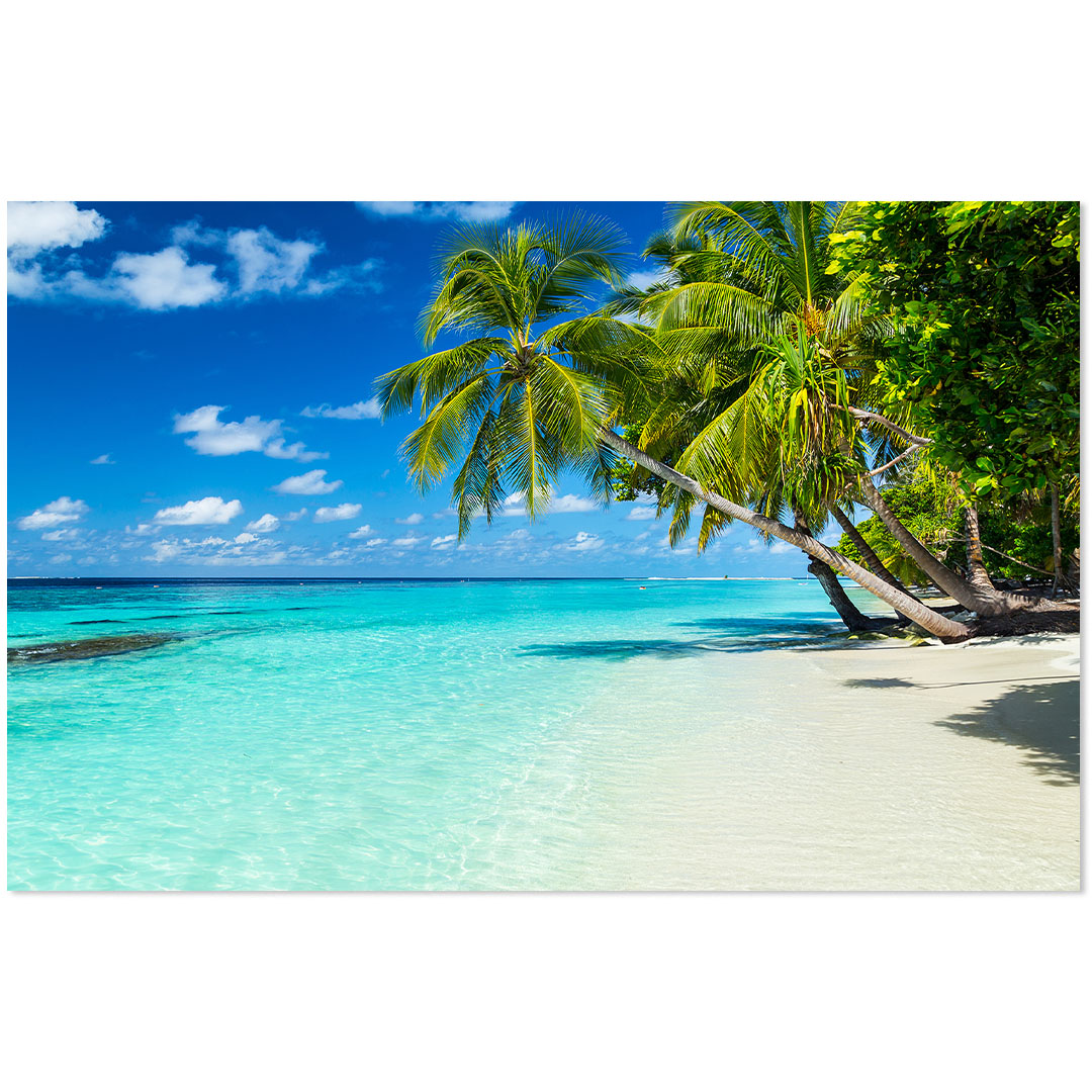Kokospalmen am tropischen Strand
